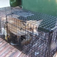 Rodent Control