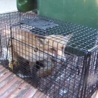 Fox/Ferral cat trap