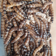 Mealworms