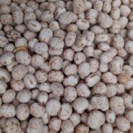 Lupin Seed by Kilo