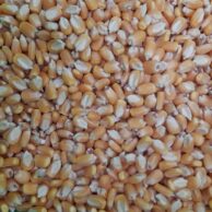 Maize by Kilo