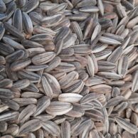 Sunflower Seed Grey 1kg