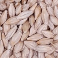 Barley by kilo