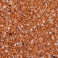 Red Panicum by the kilo