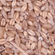 Wheat by kilo