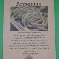 Cucumber- Armenian