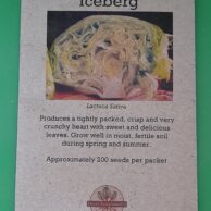 Lettuce - Iceberg