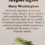 Asparagus - Mary Washington