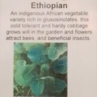 Cabbage - Ethiopian
