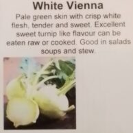 Kohl Rabi - White Vienna