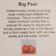 Tomato Big Pear