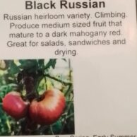 Tomato-Black Russian