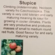 Tomato Stupice