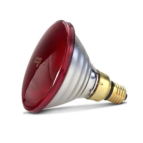 Globe Red Infrared Heat Bulb