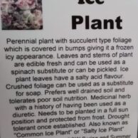 Ice Plant