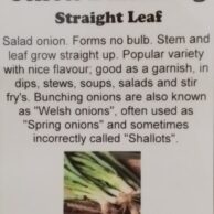 Onion Bunching Straight Leaf