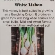 Onion White Lisbon