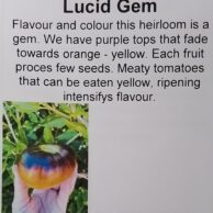 Tomato Lucid Gem