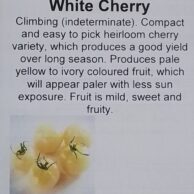 Tomato White Cherry